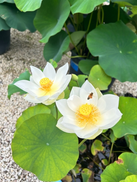 蓮とミツバチ